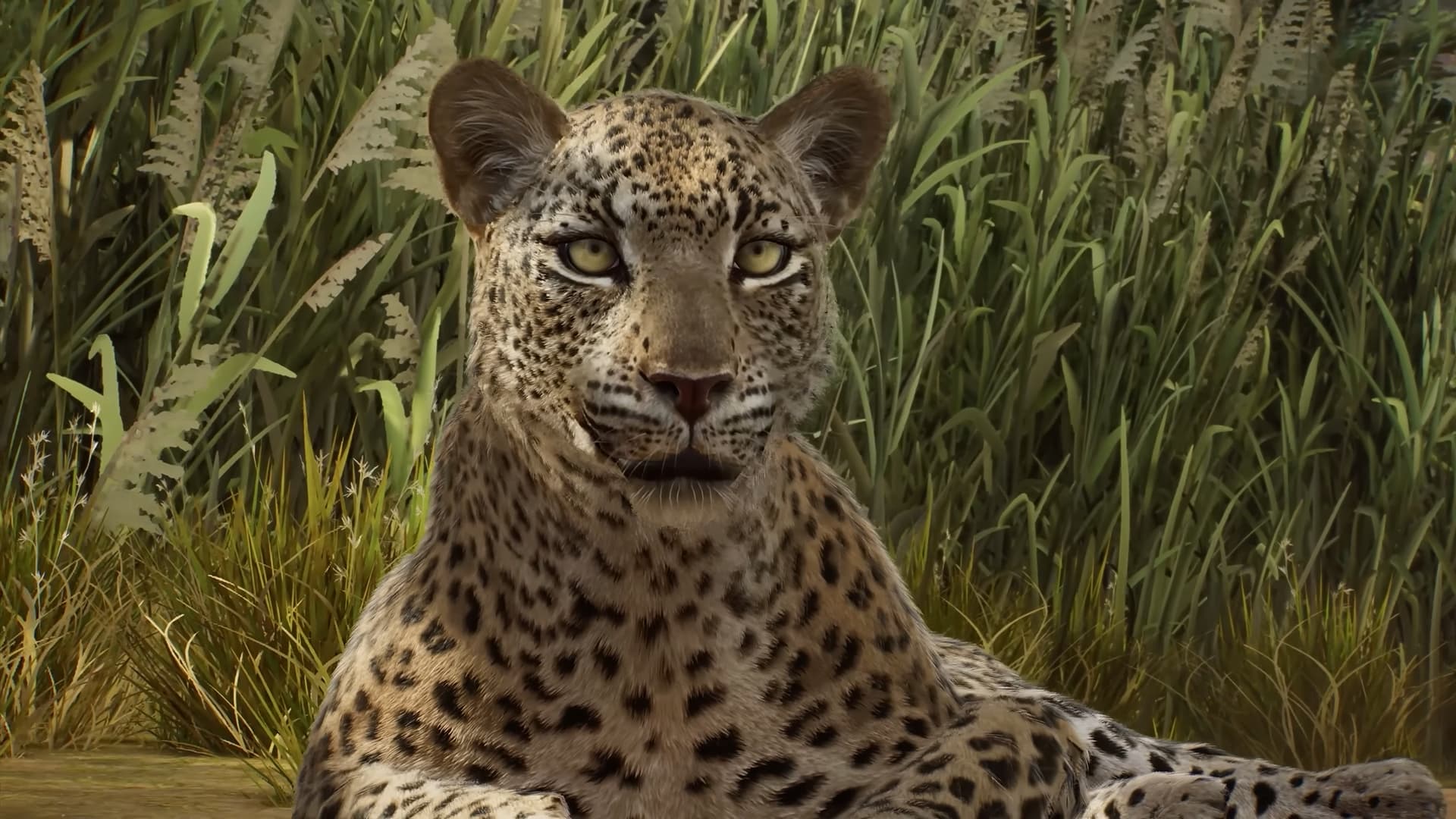 Planet Zoo 2 African Leopard