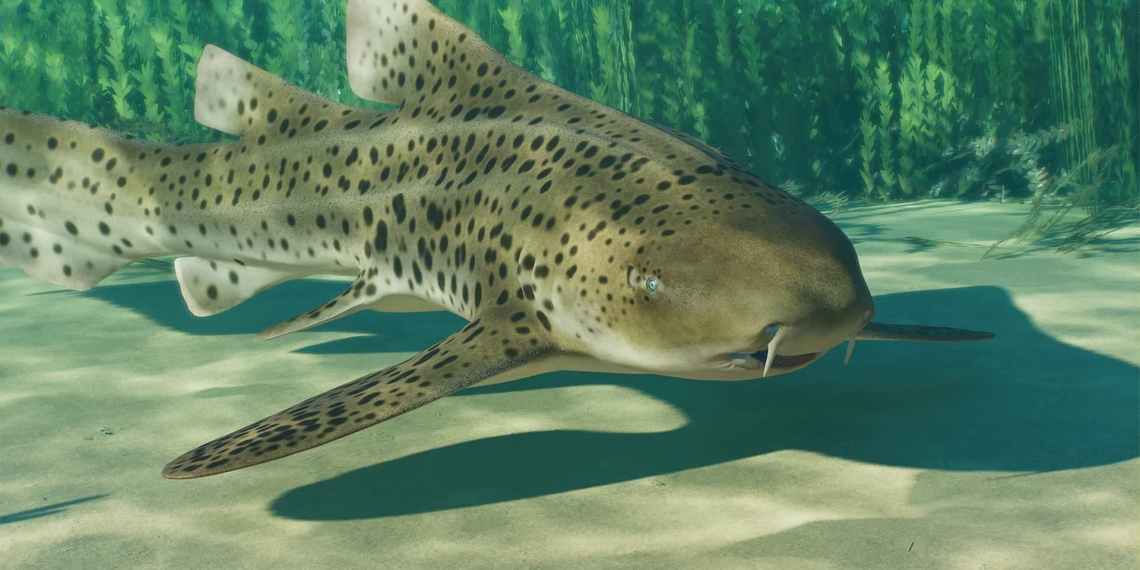 Planet Zoo 2 Indo-Pacific Leopard Shark