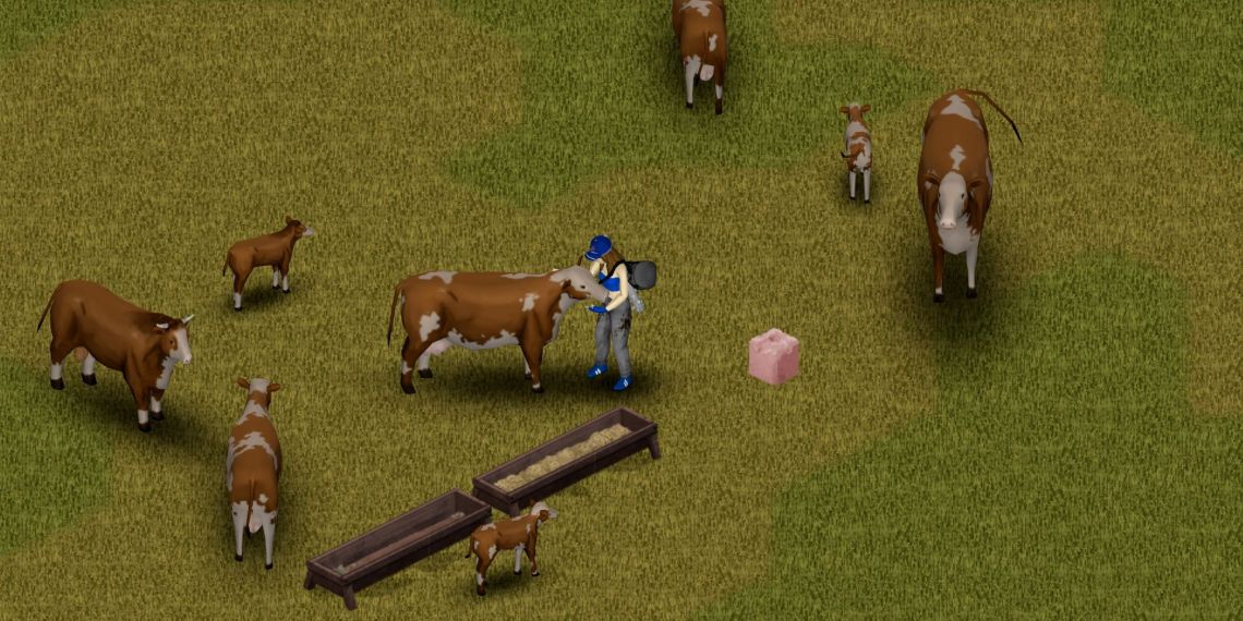 Cows in Project Zomboid