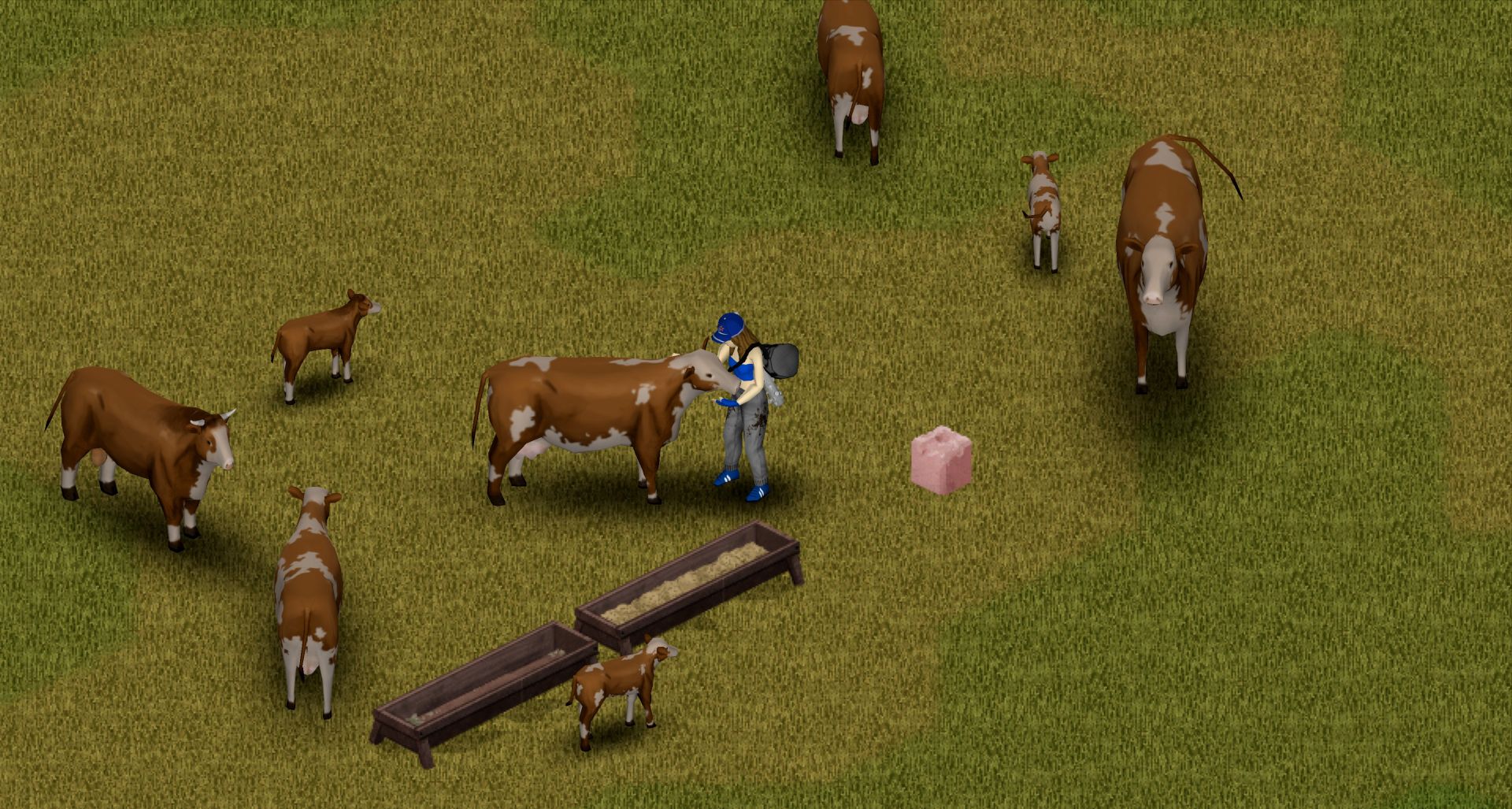 Cows in Project Zomboid
