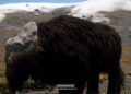 Star Citizen Quasi Grazer